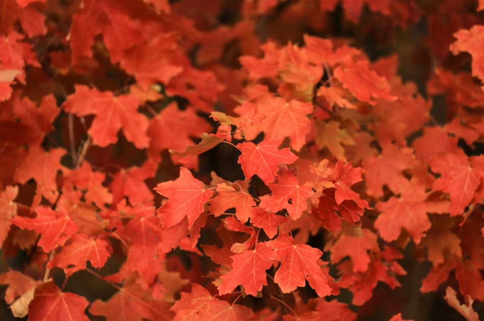 Leaves